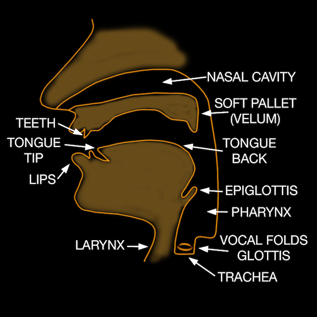 labeled vocal tract